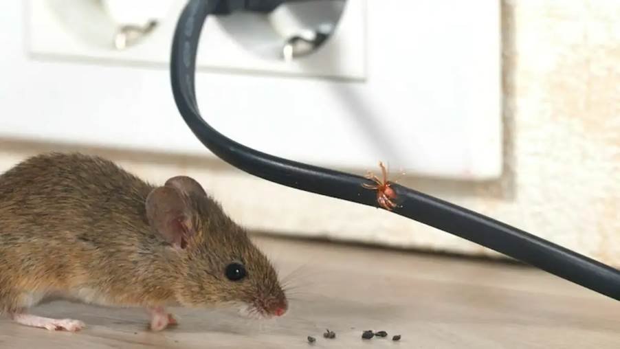 How Birds and Rodents Can Damage Commercial Properties